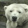 Will Gus The Polar Bear Be Replaced? 